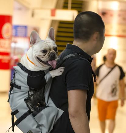 Hiking Dog Carrier